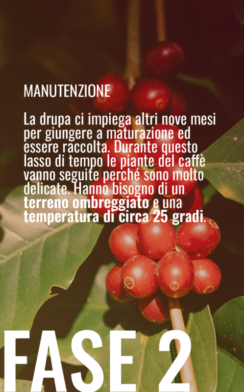 caffè-fase-2-manutenzione